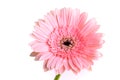 Pink gerbera blooming in springtime, beautiful single flower on white background Royalty Free Stock Photo