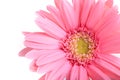 Pink gerbera blooming in springtime, beautiful single flower on white background Royalty Free Stock Photo