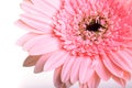 Pink gerbera blooming in springtime, beautiful single flower on white background Royalty Free Stock Photo