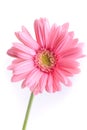 Pink gerbera blooming in springtime, beautiful single flower on white background Royalty Free Stock Photo