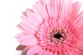 Pink gerbera blooming in springtime, beautiful single flower on white background Royalty Free Stock Photo