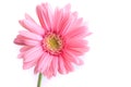 Pink gerbera blooming in springtime, beautiful single flower on white background Royalty Free Stock Photo