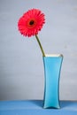 Pink gerbera in a blue vase