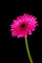 pink gerbera isolated against black