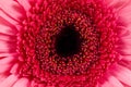 Pink gerbera close-up