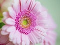 Pink gerbera closeup , beautiful pink flower with water drops on petals Royalty Free Stock Photo