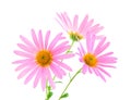 Pink gerbera daisies Royalty Free Stock Photo