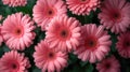 Pink Gerbera daisies close-up with green leaves Royalty Free Stock Photo