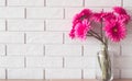 Pink Gerbera Daisies in Glass Vase on white brick wall texture background with copy space Royalty Free Stock Photo