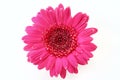 Pink Gerbera Daisy Royalty Free Stock Photo