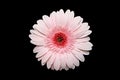 Pink gerbera daisy