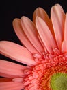 Pink Gerbera Daisy Royalty Free Stock Photo