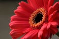 Pink Gerbera Daisy