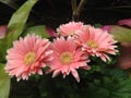 Pink Gerbera Daisy at Biltmore Gardens