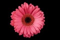 Pink Gerbera Daisy Black Background Royalty Free Stock Photo