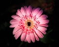Pink gerbera Daisy on Black Royalty Free Stock Photo