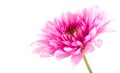 Pink gerbera daisy blossom