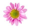 Pink gerbera daisy blossom