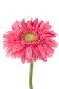 Pink gerbera daisy flower Royalty Free Stock Photo