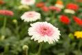 Pink gerbera daisy flower on blur green leaves and colorful flowers background. Royalty Free Stock Photo
