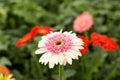 Pink gerbera daisy flower on blur green leaves and colorful flowers background. Royalty Free Stock Photo