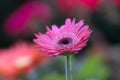 Pink gerbera daisy flower close up against colorful blurred background