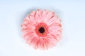 Pink Gerbera Daisy Flower Close Up on White Background Royalty Free Stock Photo