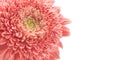 Pink gerbera daisy flower head  macro Royalty Free Stock Photo