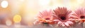 Pink gerbera daisy flower on isolated magical bokeh background with copy space for text placement Royalty Free Stock Photo