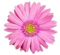 Pink gerbera daisy flower isolated on white background. Royalty Free Stock Photo