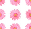 Pink gerbera daisy flower isolated on white background Royalty Free Stock Photo