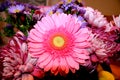 Pink Gerbera Daisy Flower macro. Royalty Free Stock Photo