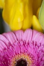 Pink gerbera daisy flower petals in bloom on a blurry yellow bouquet background Royalty Free Stock Photo