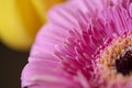 Pink gerbera daisy flower petals in bloom on a blurry yellow bouquet background Royalty Free Stock Photo