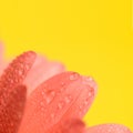 pink gerbera daisy flower petals with waterdrops on yellow background Royalty Free Stock Photo