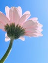 Pink gerbera daisy flower and sunny sky, spring nature Royalty Free Stock Photo