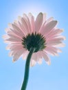 Pink gerbera daisy flower and sunny sky, spring nature Royalty Free Stock Photo