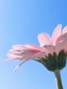 Pink gerbera daisy flower and sunny sky, spring nature Royalty Free Stock Photo