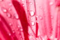 Pink gerbera daisy flower with water drops Royalty Free Stock Photo