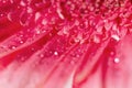 Pink gerbera daisy flower with water drops Royalty Free Stock Photo