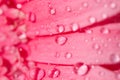 Pink gerbera daisy flower with water drops Royalty Free Stock Photo