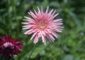 Pink Gerbera Daisy flower Royalty Free Stock Photo