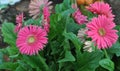 Pink Gerbera Daisy Flowers in Full Bloom Royalty Free Stock Photo