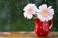 Pink Gerbera daisy flowers in jug with polka dots under the rain on wooden table outdoors Royalty Free Stock Photo