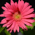 Pink Gerbera Daisy Royalty Free Stock Photo