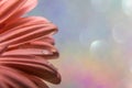 Pink Gerbera Daisy macro with water drops again muted pastel rainbow sparkle background room for text copy Royalty Free Stock Photo