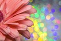 Pink Gerbera Daisy macro with water drops again rainbow sparkle background room for text copy Royalty Free Stock Photo