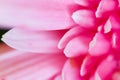 Pink Gerbera Daisy Petals close-up blurred suitable as Background, Backdrop, or Wallpaper Royalty Free Stock Photo