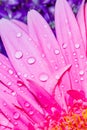 Pink Gerbera Daisy petals close-up with water droplets suitable as Background, Backdrop, or Wallpaper Royalty Free Stock Photo