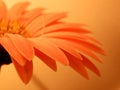 Pink Gerbera Daisy Petals Peach Background Macro Closeup Inspire